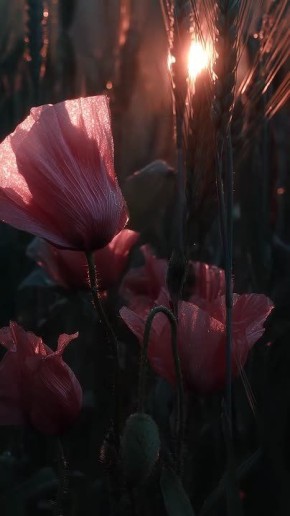 ������ �������� ���������