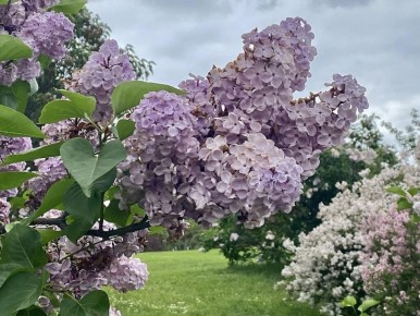 Альтернатива гортензиям: цветочные кульки без забот