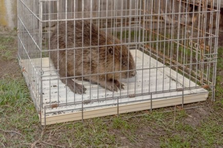 В Тамбовской области бобёр пришёл во двор многодетной семьи Маркиных