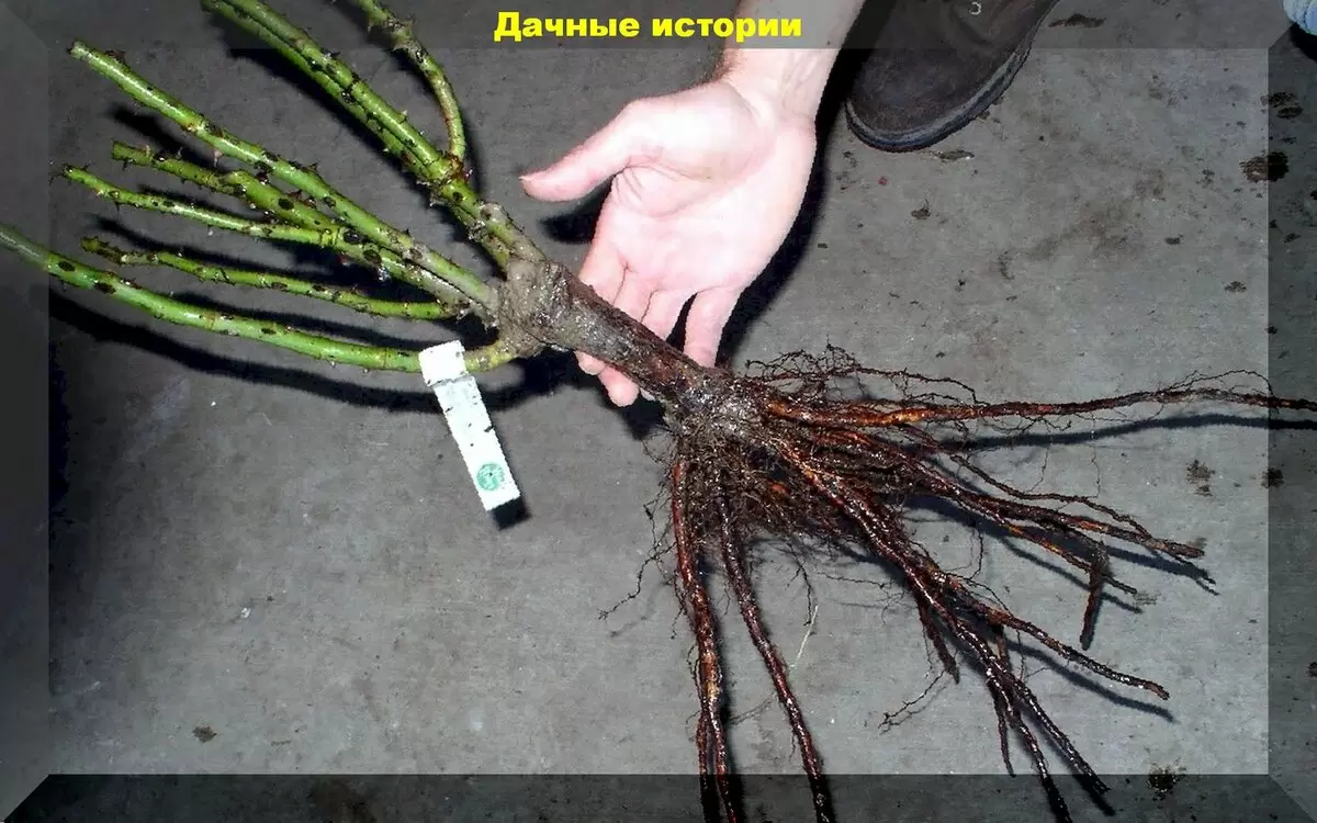 Сентябрь: лучшее время для посадки роз, чтобы они зацвели ярче весной