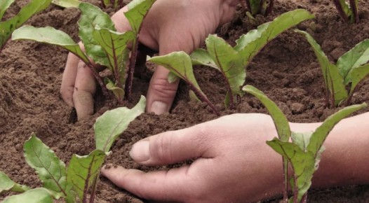 Как вырастить сладкие и мощные корнеплоды свёклы: три ключевых шага