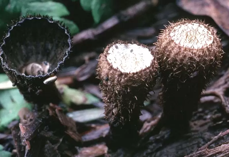 Независимый мир бокальчика