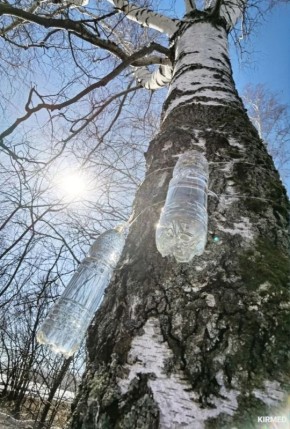 Берёзовый. Кирилл Мёд