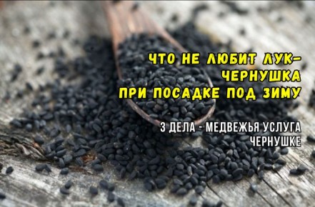 ����� ������� ������� ����-��������: ��� �������� ���������������� ������