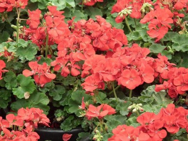 ��� ������� ���� ������ ��������� �������: ������� ������ � �������� ���������