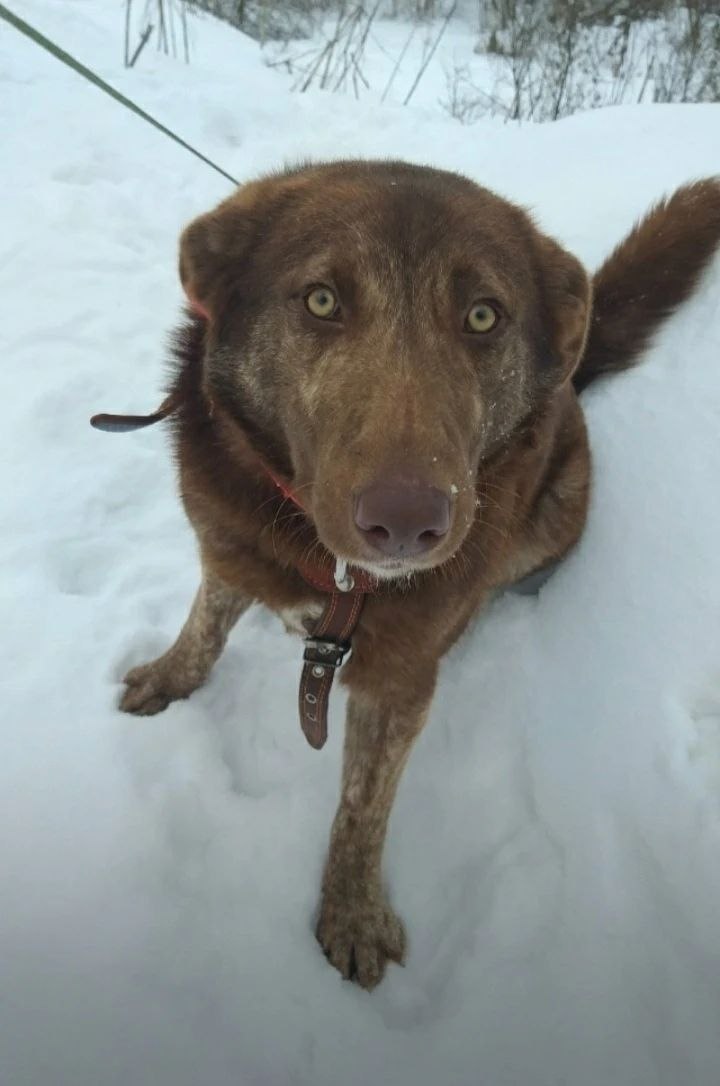 Пост добра: Каштан ищет дом Пост добра: Каштан ищет дом