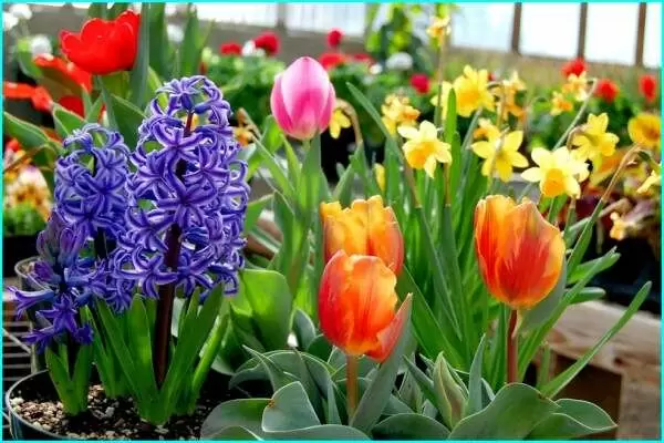 Луковичные растения: секреты преображения вашего сада