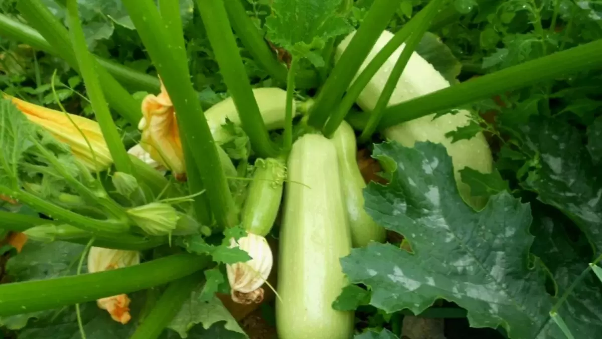 Культуры, которые растут сами и радуют урожаем даже ленивых садоводов