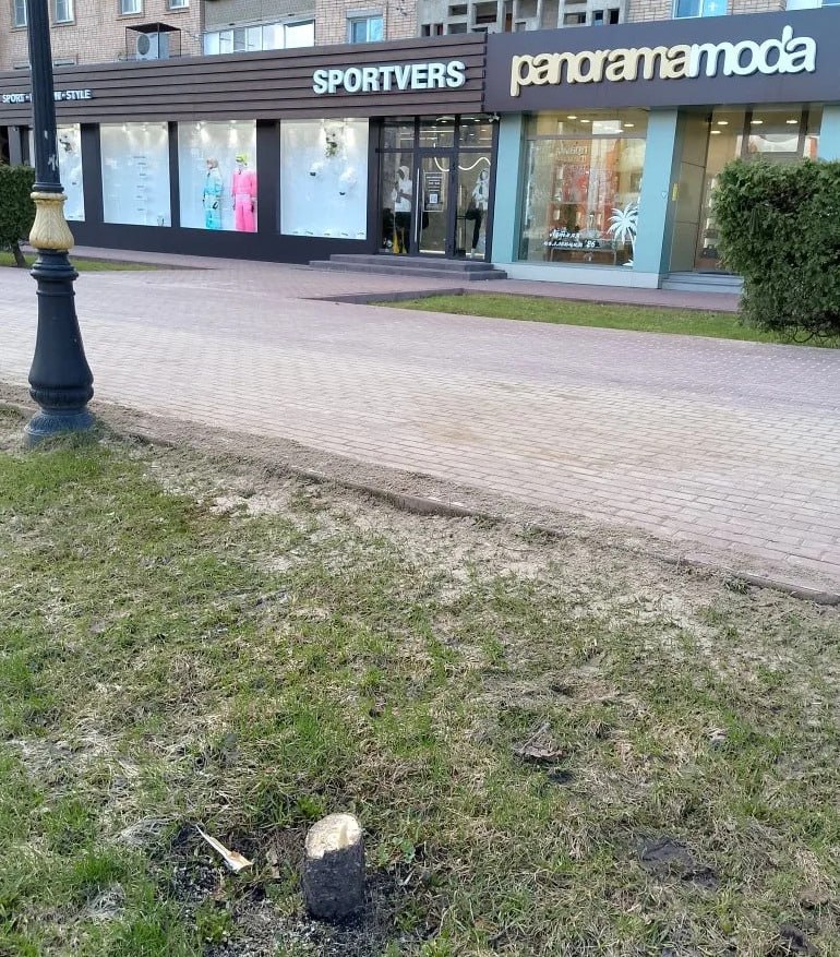 В центре Тамбова неизвестные варварски вырубили 5 пирамидальных тополей В центре Тамбова неизвестные варварски вырубили 5 пирамидальных тополей