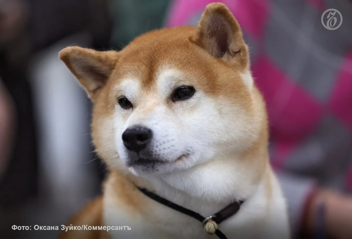 В Тамбове чипировали почти 100% домашних собак