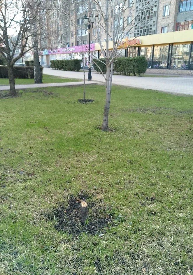 В центре Тамбова неизвестные варварски вырубили 5 пирамидальных тополей