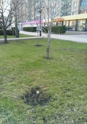 Вопиющий случай произошел на улице Интернациональной в Тамбове