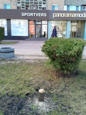 В центре Тамбова неизвестные спилили пять пирамидальных тополей