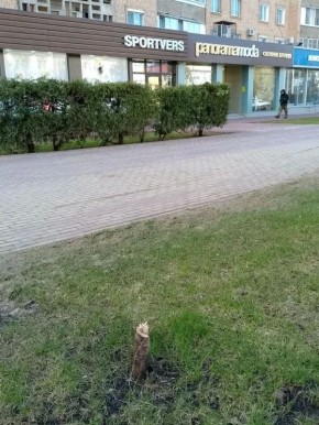 На Интернациональной самовольно спилили пять пирамидальных тополей