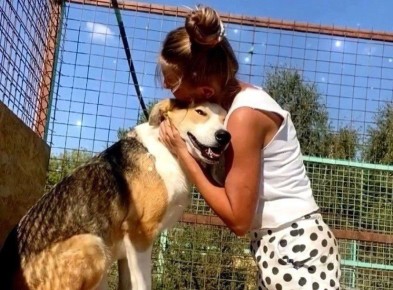 На оперативном совещании в региональном правительстве, которое провел глава Тамбовской области Евгений Первышов, рассмотрели вопросы, касающиеся обращения с животными без владельцев