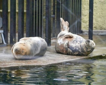Когда хотели съесть по одному кусочку, а в итоге слопали две целые пиццы
