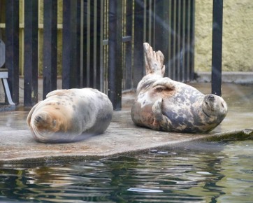 Когда хотели съесть по одному кусочку, а в итоге слопали две целые пиццы
