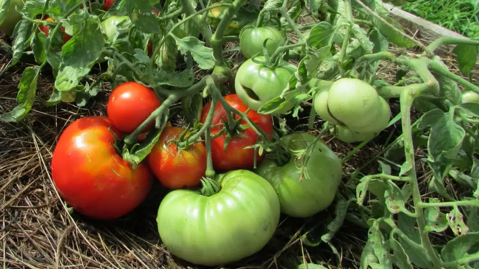Тайная методика выращивания томатов: как получать шесть килограммов с куста без лишних усилий