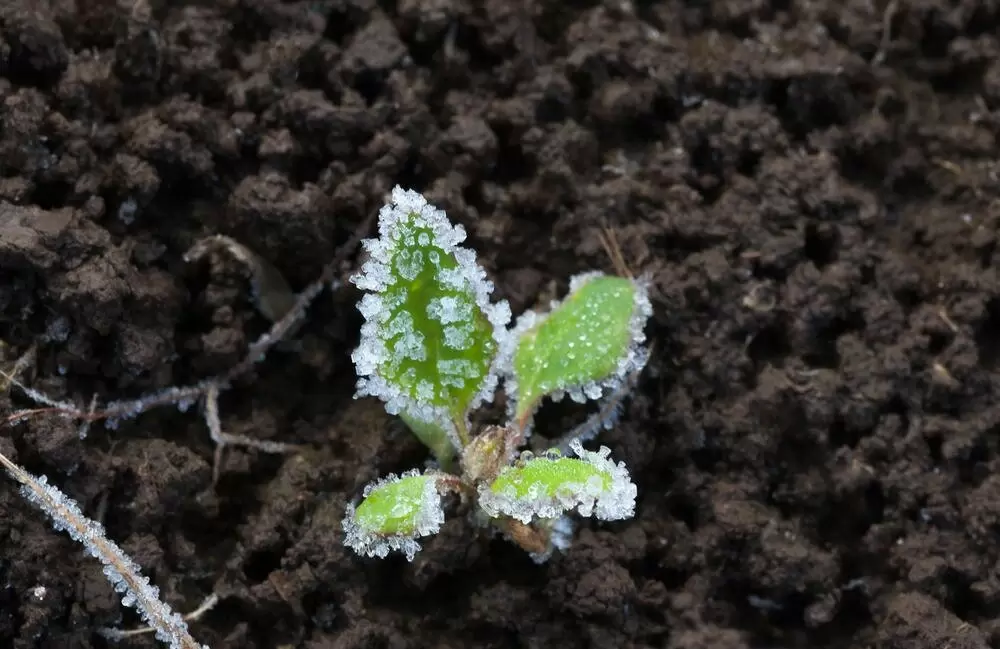 Как защитить рассаду от холодов: незаменимые советы для дачников