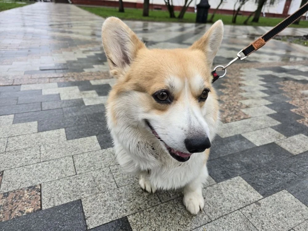 Доброе утро, Тамбов!. Во вторник будет облачно и дождливо