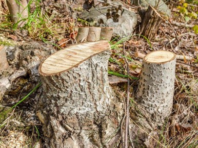 ����� �������� ���: ��� ���������� ���� ����� ������ ��� ���