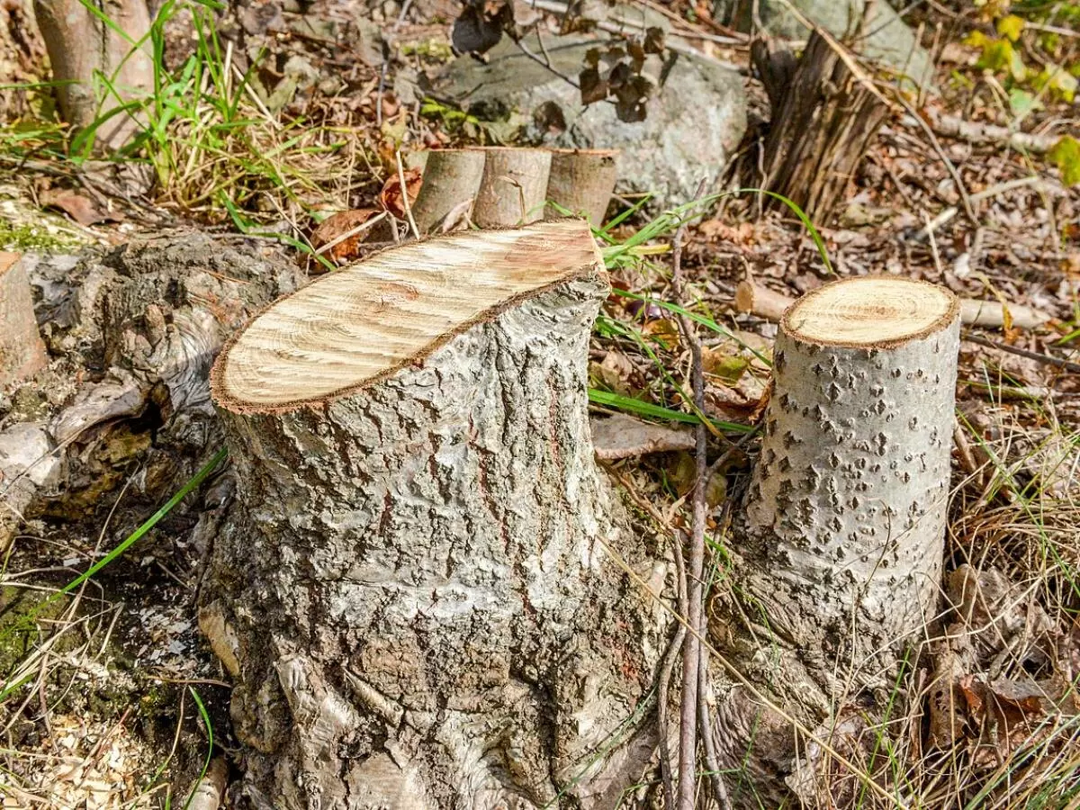 Тайны удаления пня: как поваренная соль может спасти ваш сад