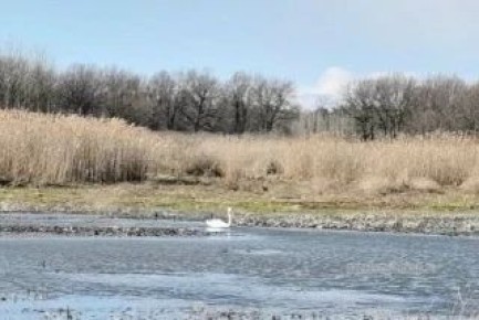 На мучкапские озёра вернулись белые лебеди