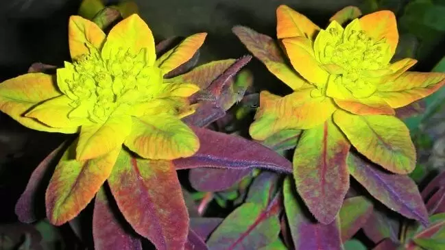 Неприхотливые многолетники, которые украсят ваш сад