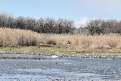 На мучкапские озёра вернулись белые лебеди