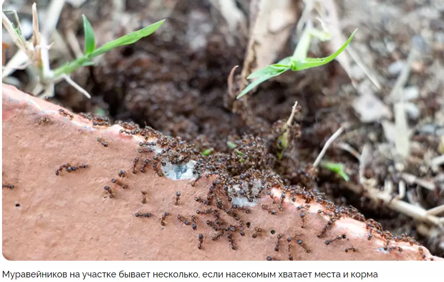Муравьи в саду: как эффективно бороться с непрошеными жителями