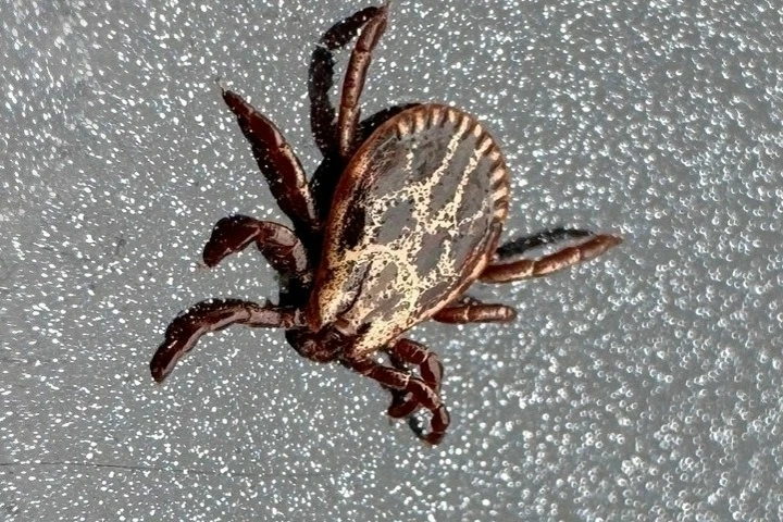 С начала сезона в Тамбовской области от укусов клещей пострадали 127 человек