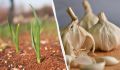 Секреты успешного урожая: какие удобрения помогут озимому чесноку
