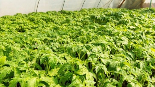 ������ ��� �����: ������� ����������� ��������� ����� � ���������