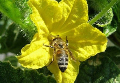 ����� � ��� ��������� ������������� ������: ������ ���������