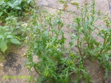 ���������� ������������: �� ��� ������� ������� ��� ��������