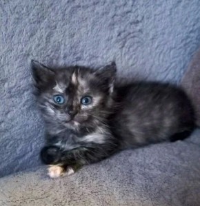 ���� �����: ������ ���� ���