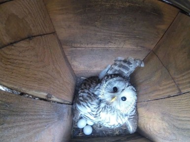 ������������� ������� �� ������ ������ ������ ���� "������� �����" ���������� ����������� ������ �� 4 ���