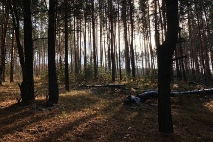 � ���������� ������� ������� ���� �������� ������������ � �����