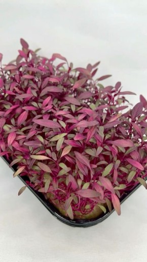 �������: ������� �������������, ����� ���� ��� �� ������