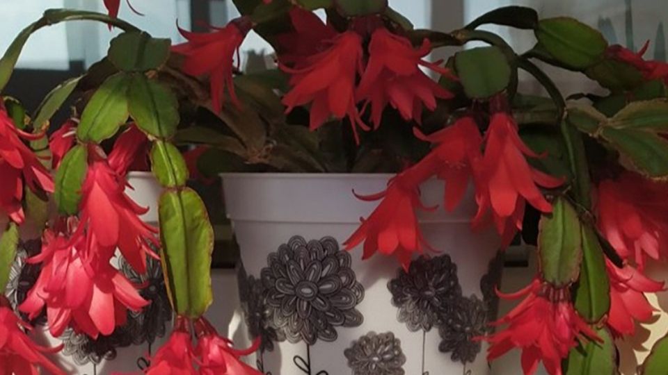 ��� ������� ��������� ���������: ����������� ������ ����������� ���������