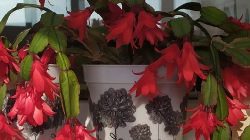 ��� ������� ��������� ���������: ����������� ������ ����������� ���������