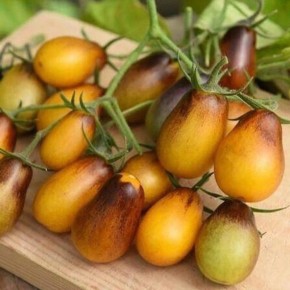 ����� ����� ����� ������: �������� � �������� � ����� �����