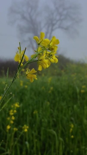 ������ �������� ���������