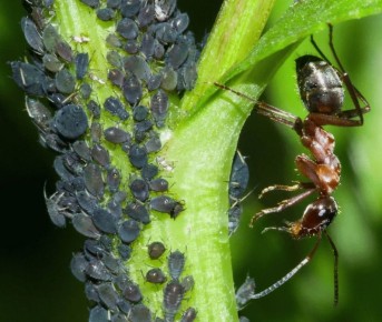 ���������� ��������: ��� �� ���� ���� ���������� �� ��� �� ����� ���������