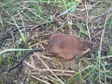 � ����������� ����������� ����������� �������