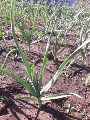 ��� ������� ������ �� ���������� ������