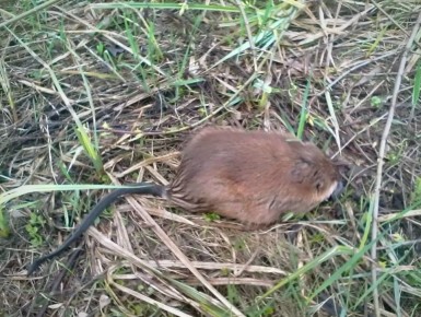 ��������� ����������� "�����������" ���������� �������������� �������, ������� � ������������ ����� ���������� �� ������