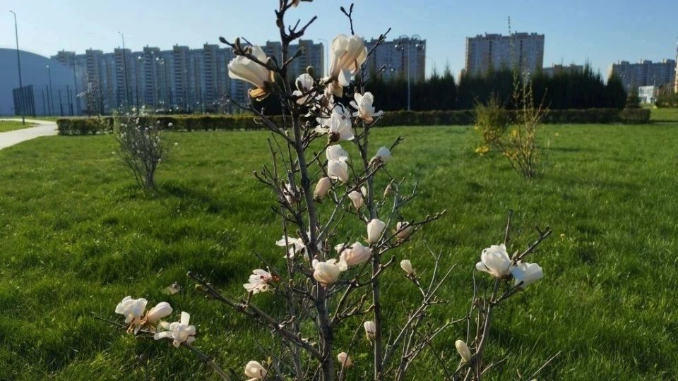 В Тамбове зацвела магнолия — её можно увидеть в Олимпийском парке