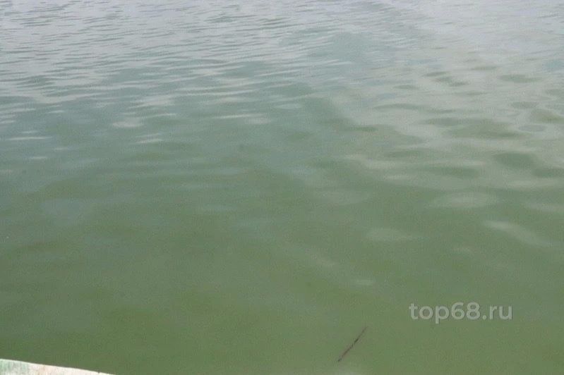 В Знаменском округе из пруда Сява извлекли тело мужчины