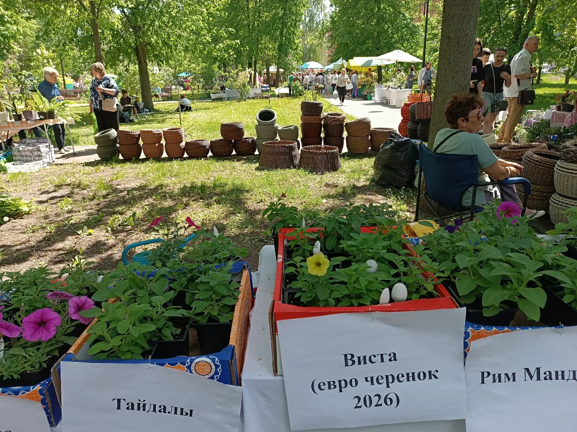 В Тамбове уже проходит Городской фестиваль цветов В Тамбове уже проходит Городской фестиваль цветов